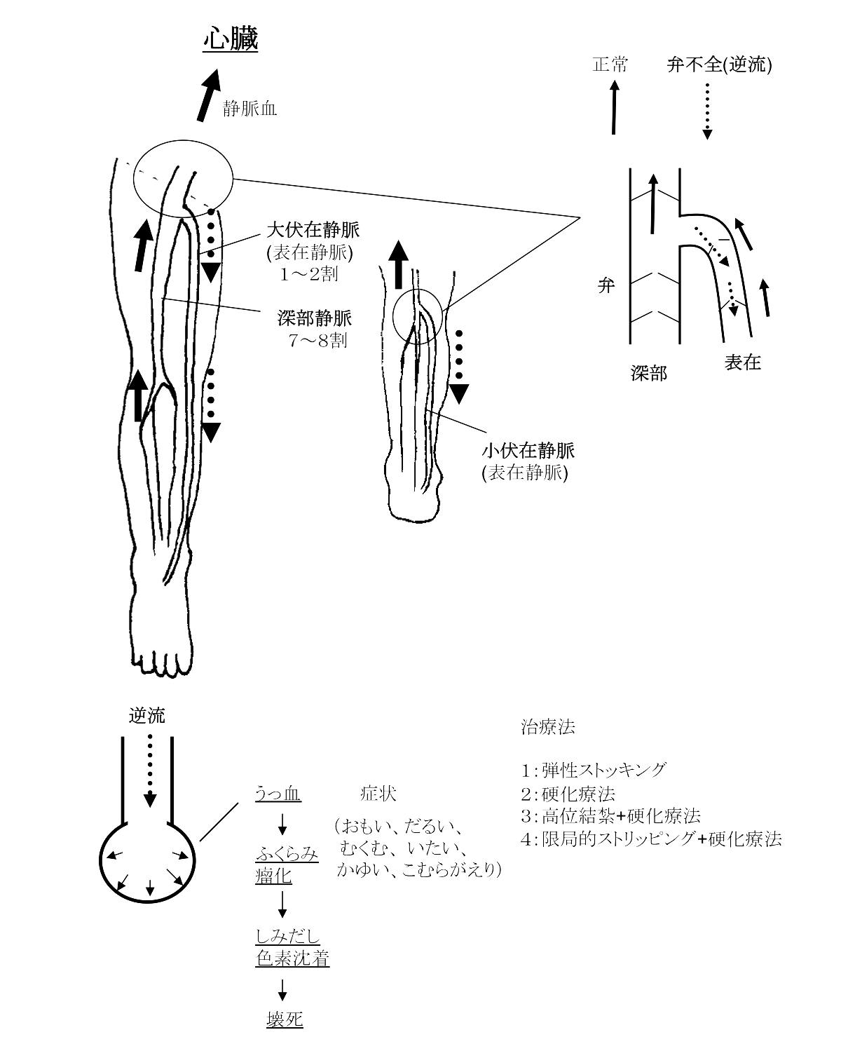 下肢静脈解剖図